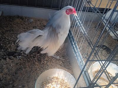 Azteca rooster. Beautiful young azteca rooster. White with a bit of red Pyle