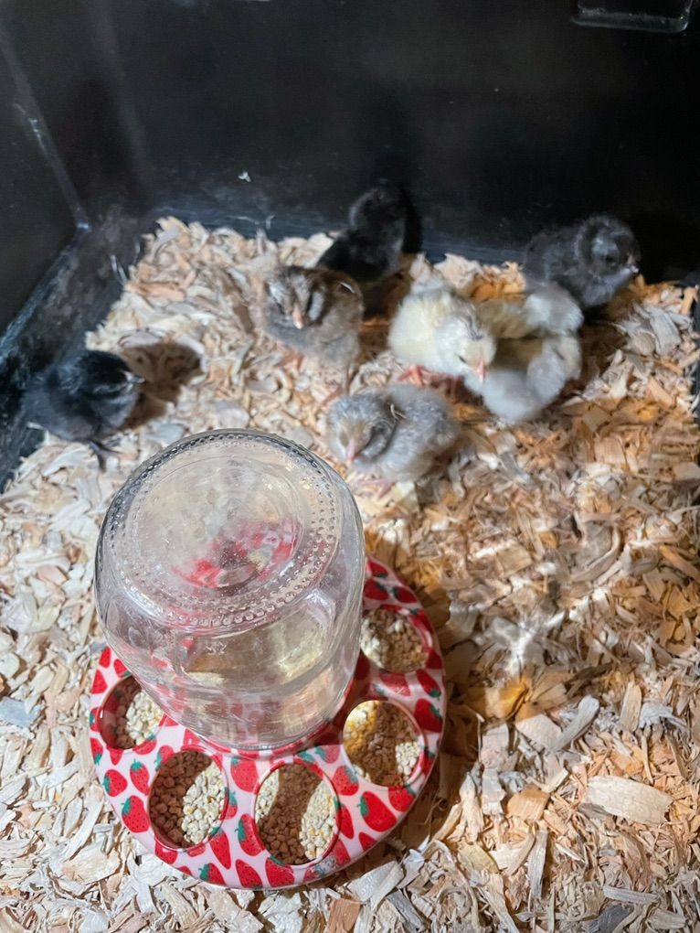 Free Baby Chickens