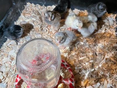 Free Baby Chickens