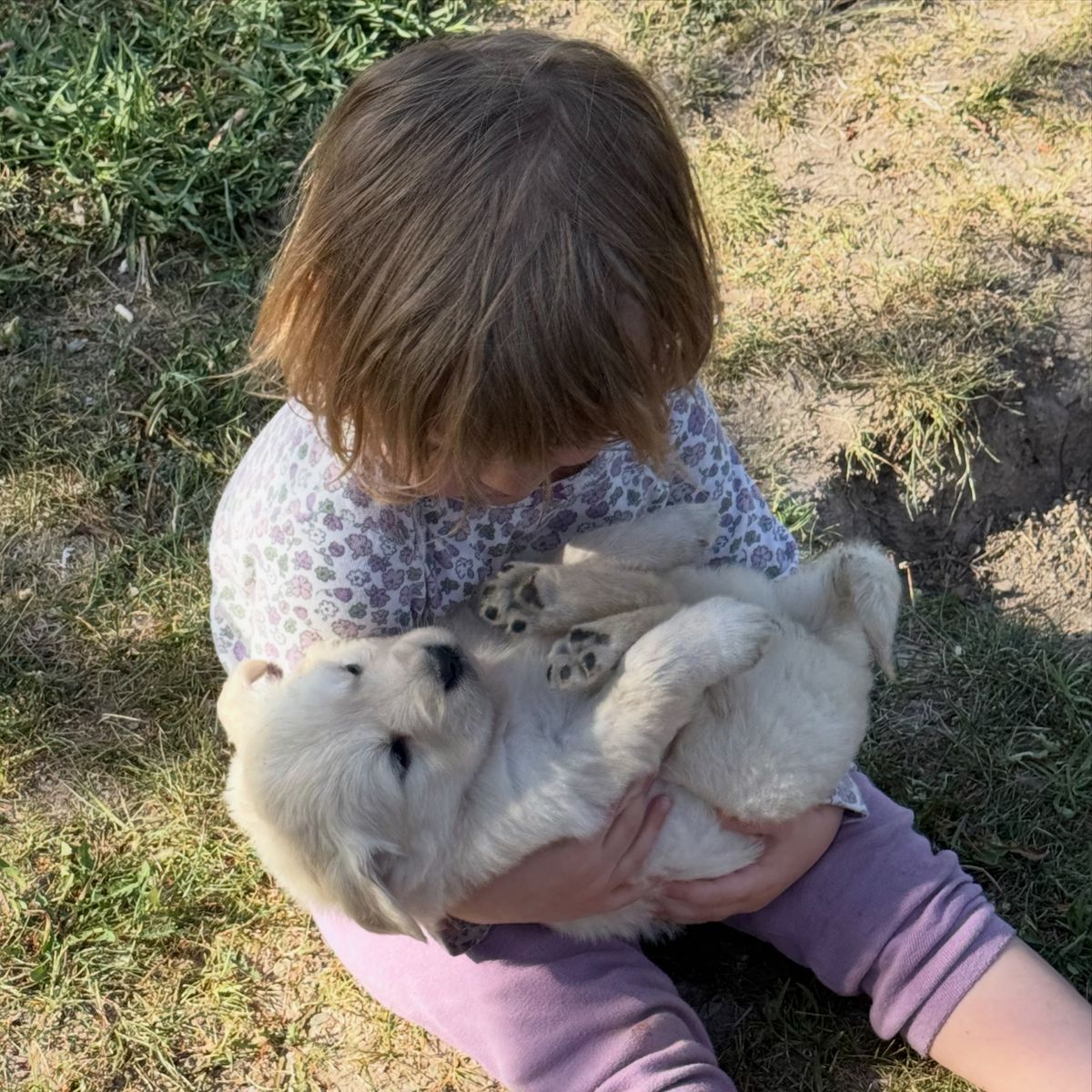 AKC Golden Retriever Puppies