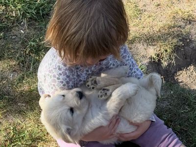 AKC Golden Retriever Puppies