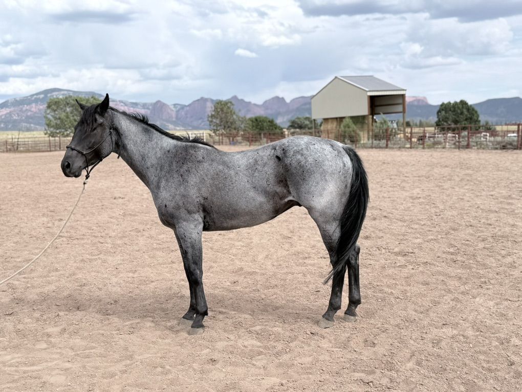 4 Year Old AQHA Gelding