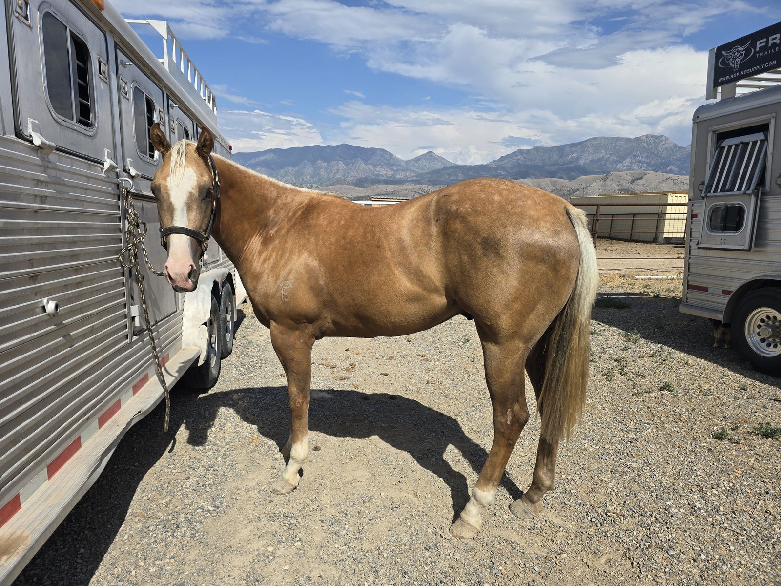 3yr old AQHA gelding