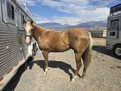 3yr old AQHA gelding