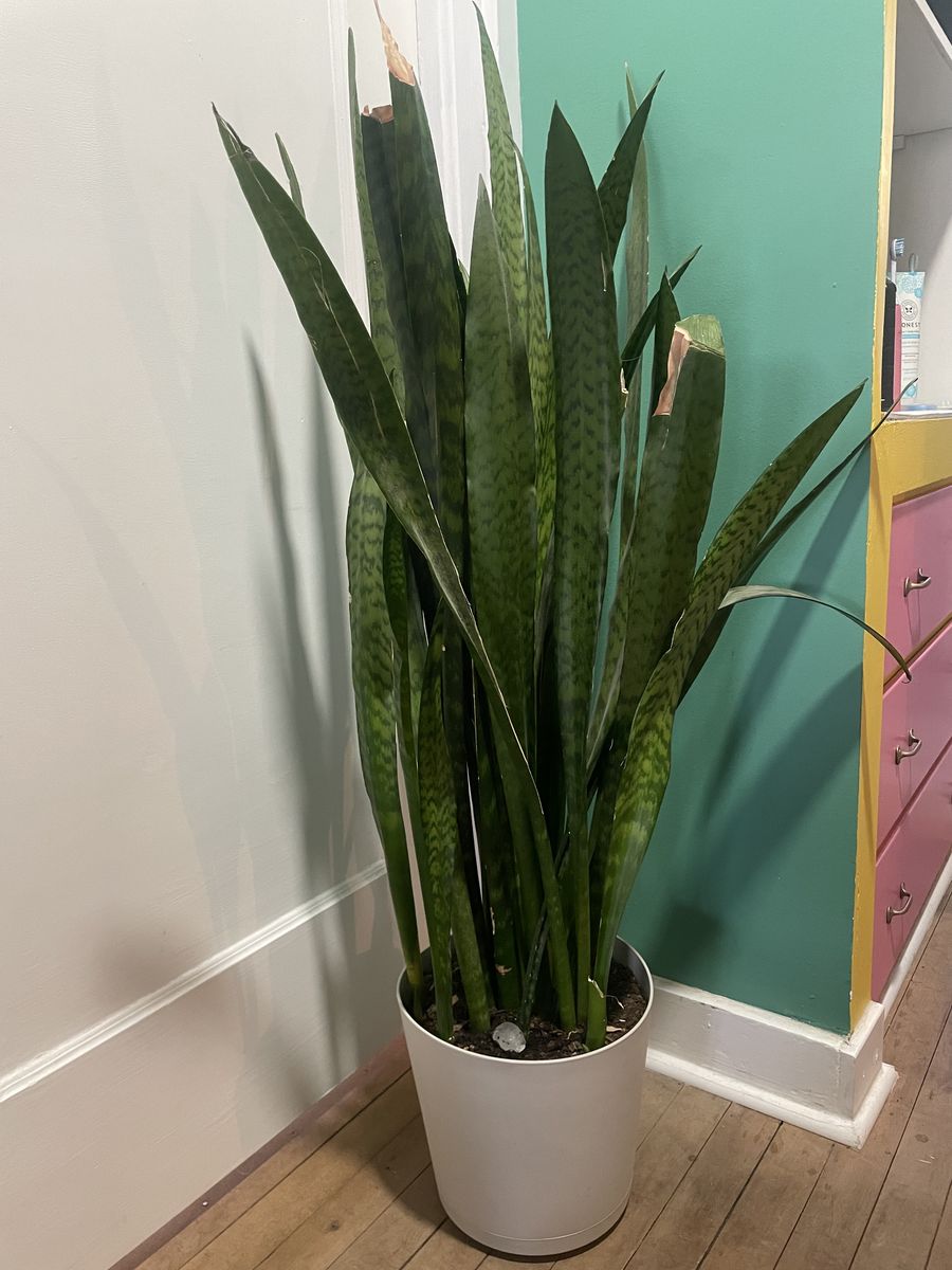 Large Snake Plant (Sansevieria) with White Pot