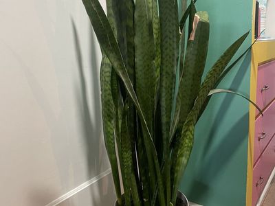 Large Snake Plant (Sansevieria) with White Pot