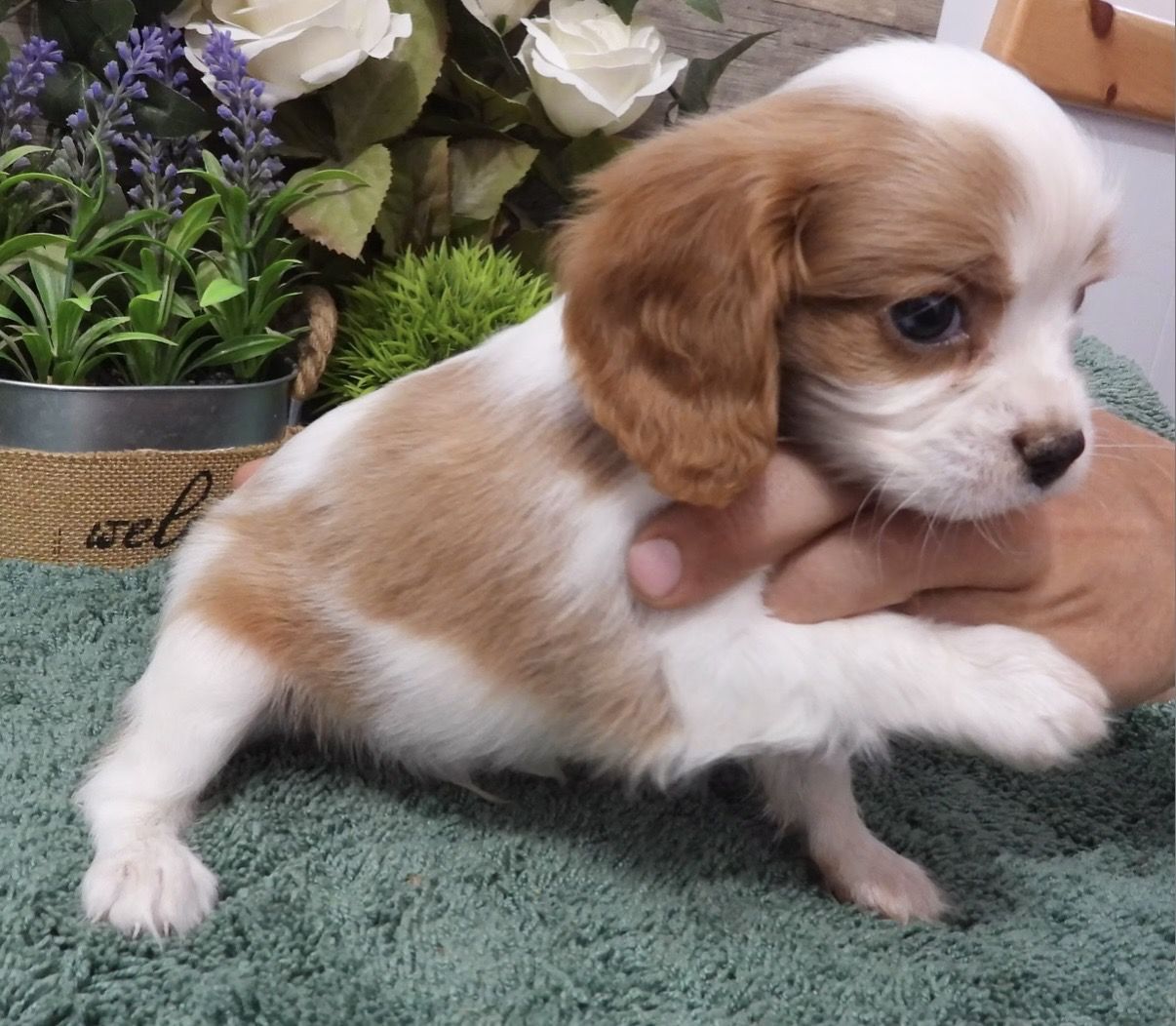 Blue flecks in eyes Cavalier boy