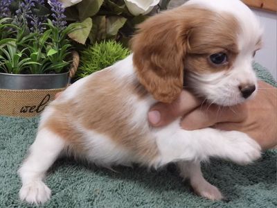 Blue flecks in eyes Cavalier boy