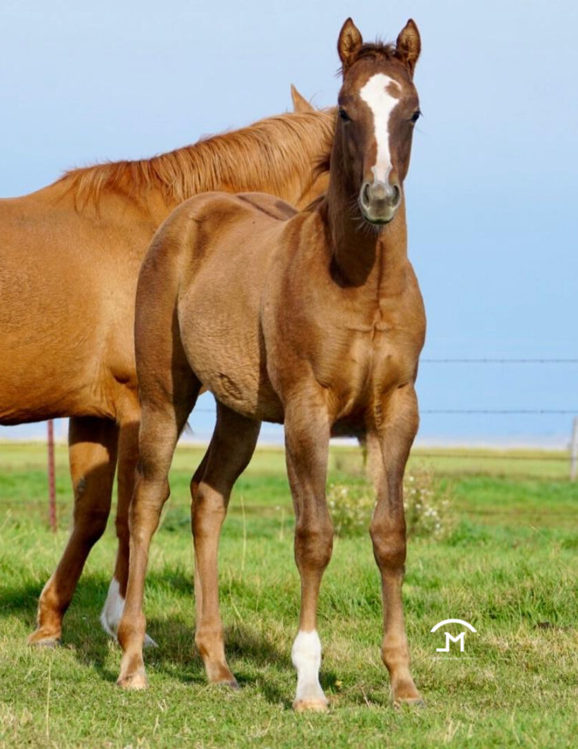 2025 AQHA Reining Stud Colt