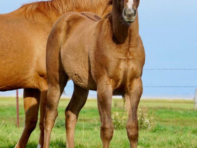 2025 AQHA Reining Stud Colt