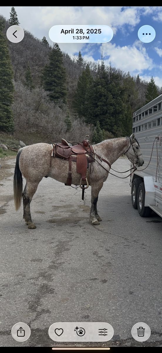 12 Year Old Rose Gray Gelding