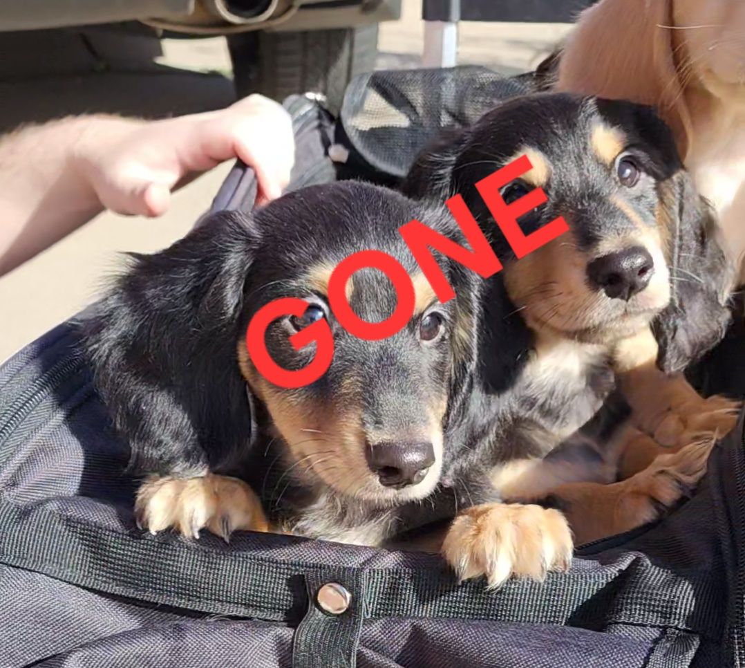 AKC Black & Cream Longhaired Dachshunds