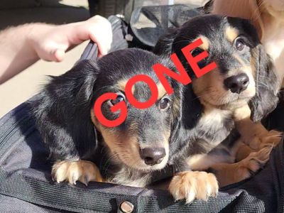 AKC Black & Cream Longhaired Dachshunds