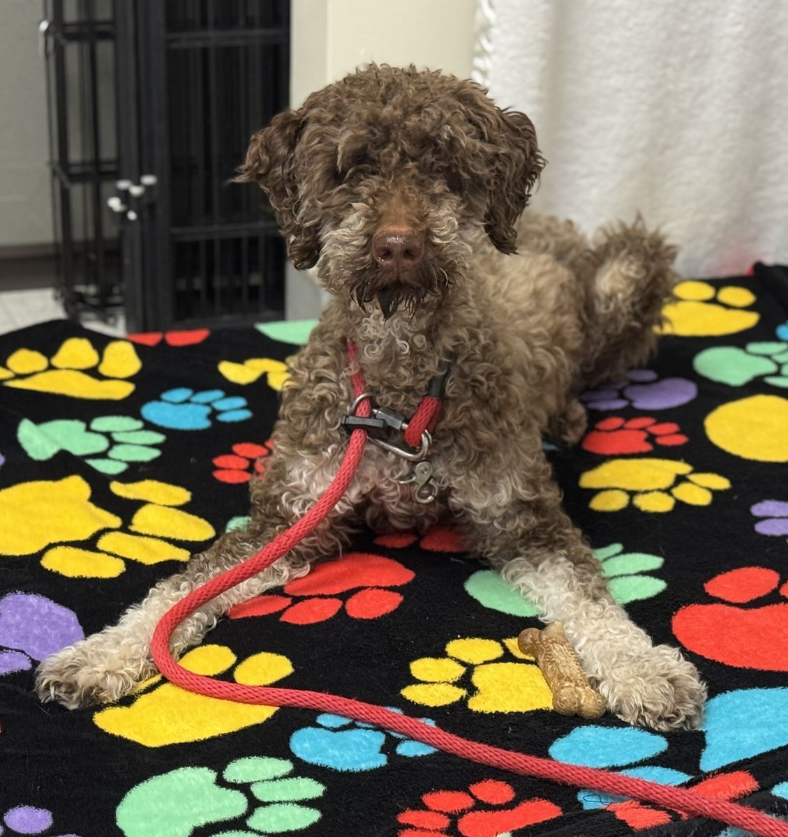 A160176 Iroh is Available for Adoption!