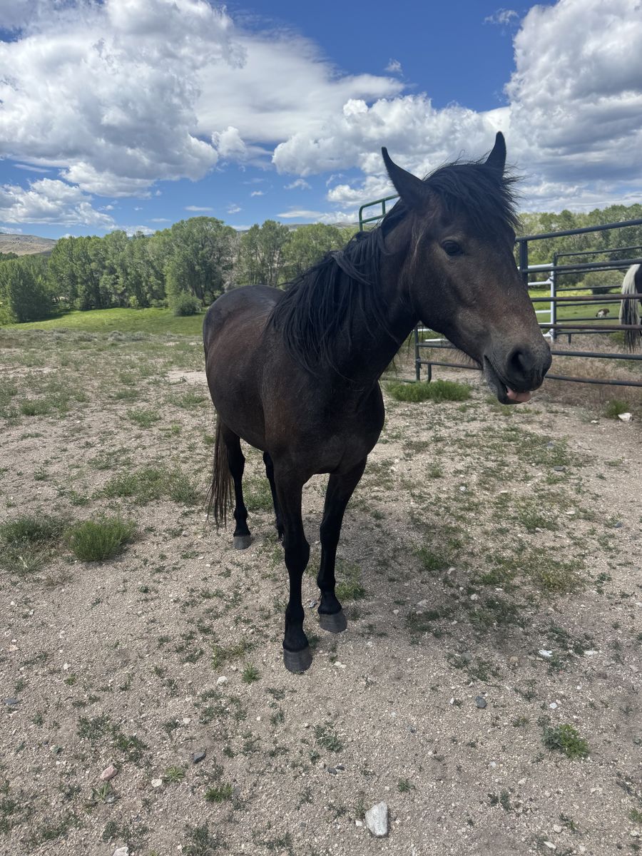 Grade 3 Year Old Small Filly