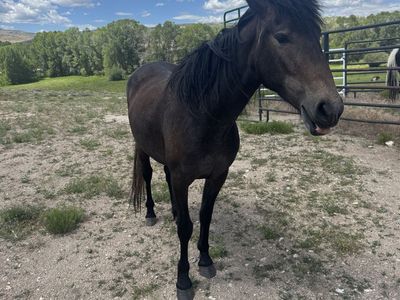 Grade 3 Year Old Small Filly