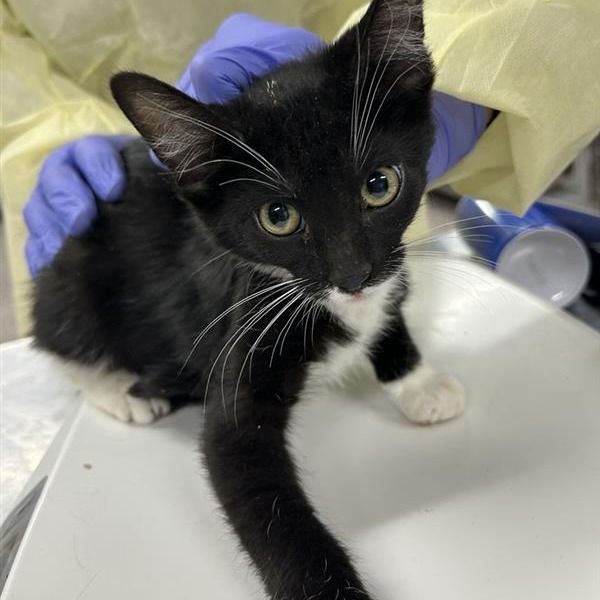 Hello my name is Sprinkles