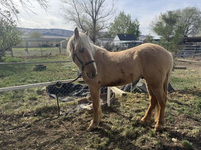 3 Year Old Titled Mustang