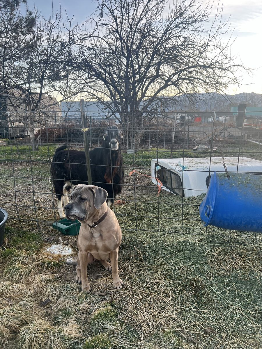 Artemis, The Mastiff