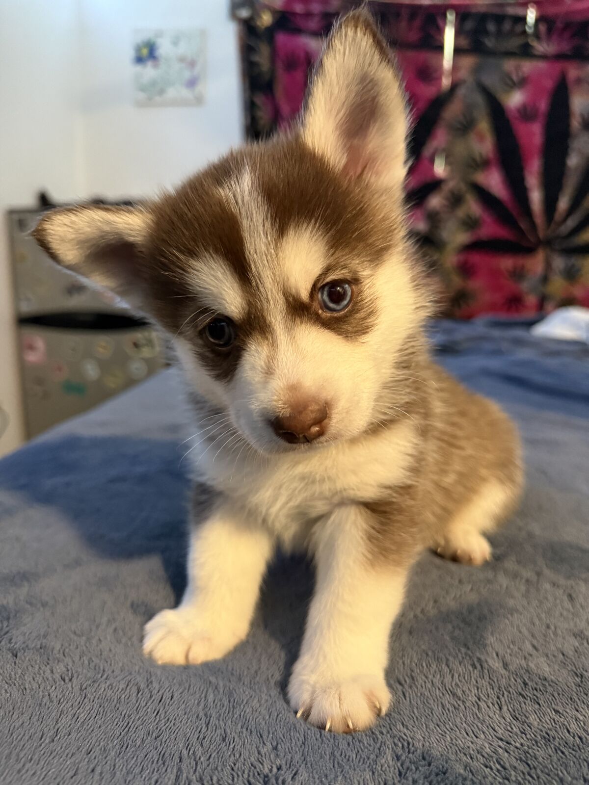 Pomsky Mix Puppies
