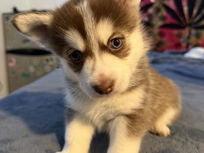 Pomsky Mix Puppies