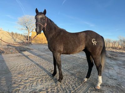 Epic Leader Stallion