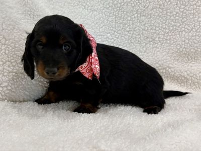 Miniature Dachshund Puppies