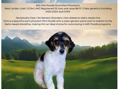 Elvis - AKC Mini Poodle Stud, 12 lbs, Parti Phantom, Genetically Clear