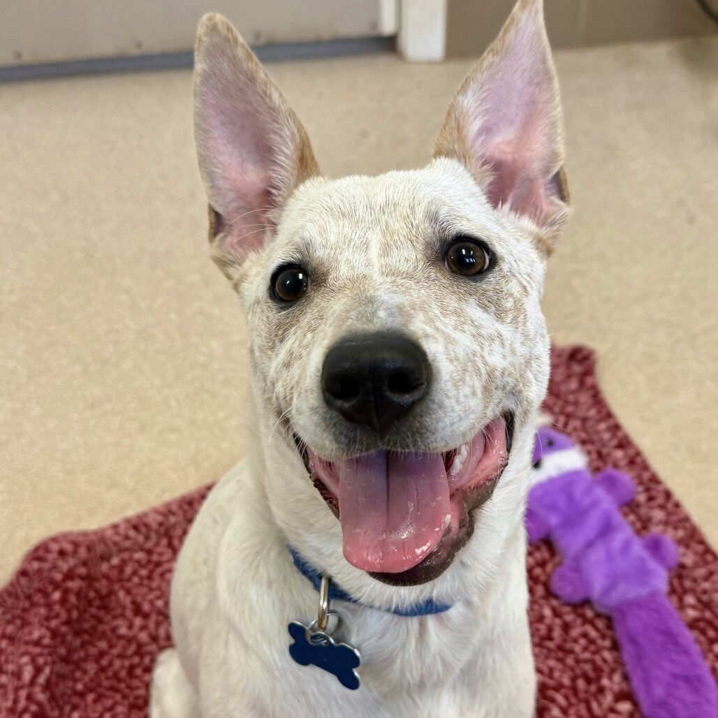 Hello my name is Sequin