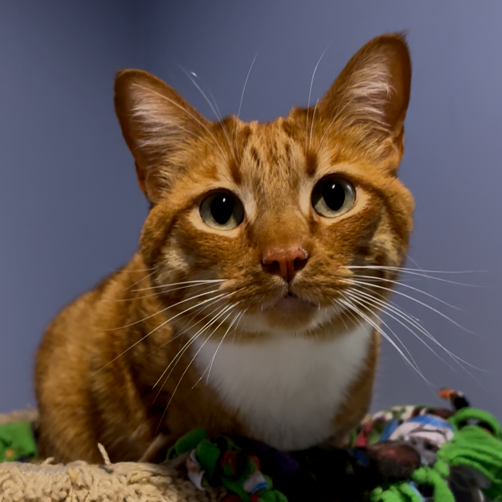 Hello my name is Tiger