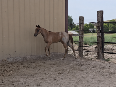 AQHA Red Roan Filly