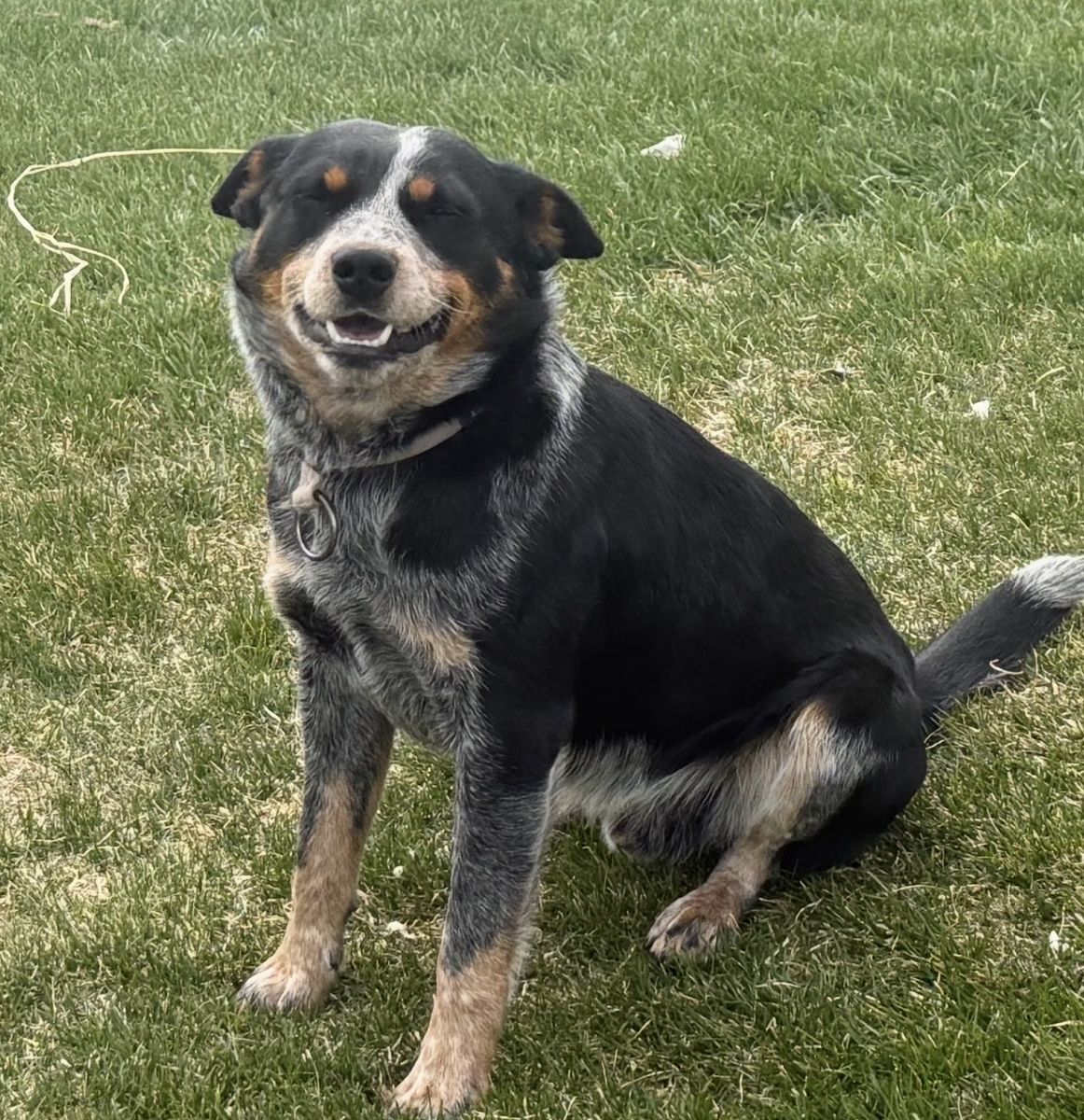 Male dog