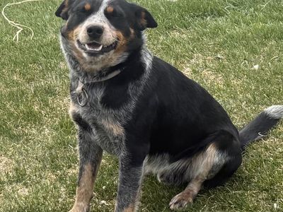 Male dog