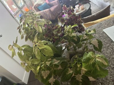 COLEUS & ORCHIDS LIVE HOUSE PLANT $10 EACH