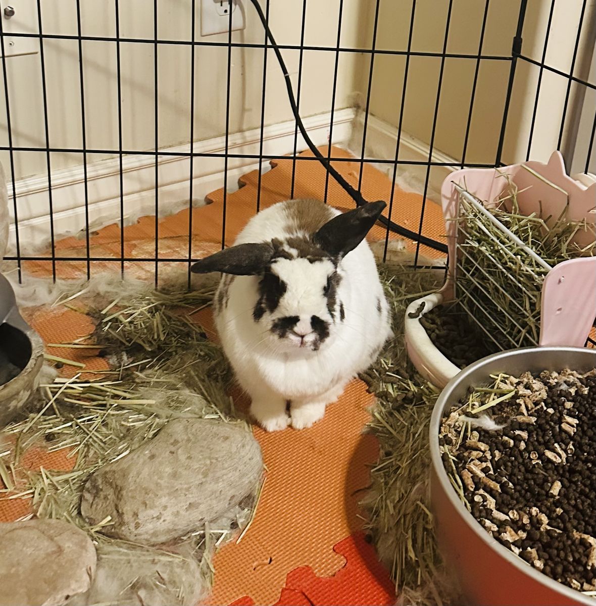 Cute Rabbit and Enclosure Setup with Accessories