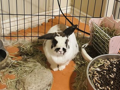 Cute Rabbit and Enclosure Setup with Accessories