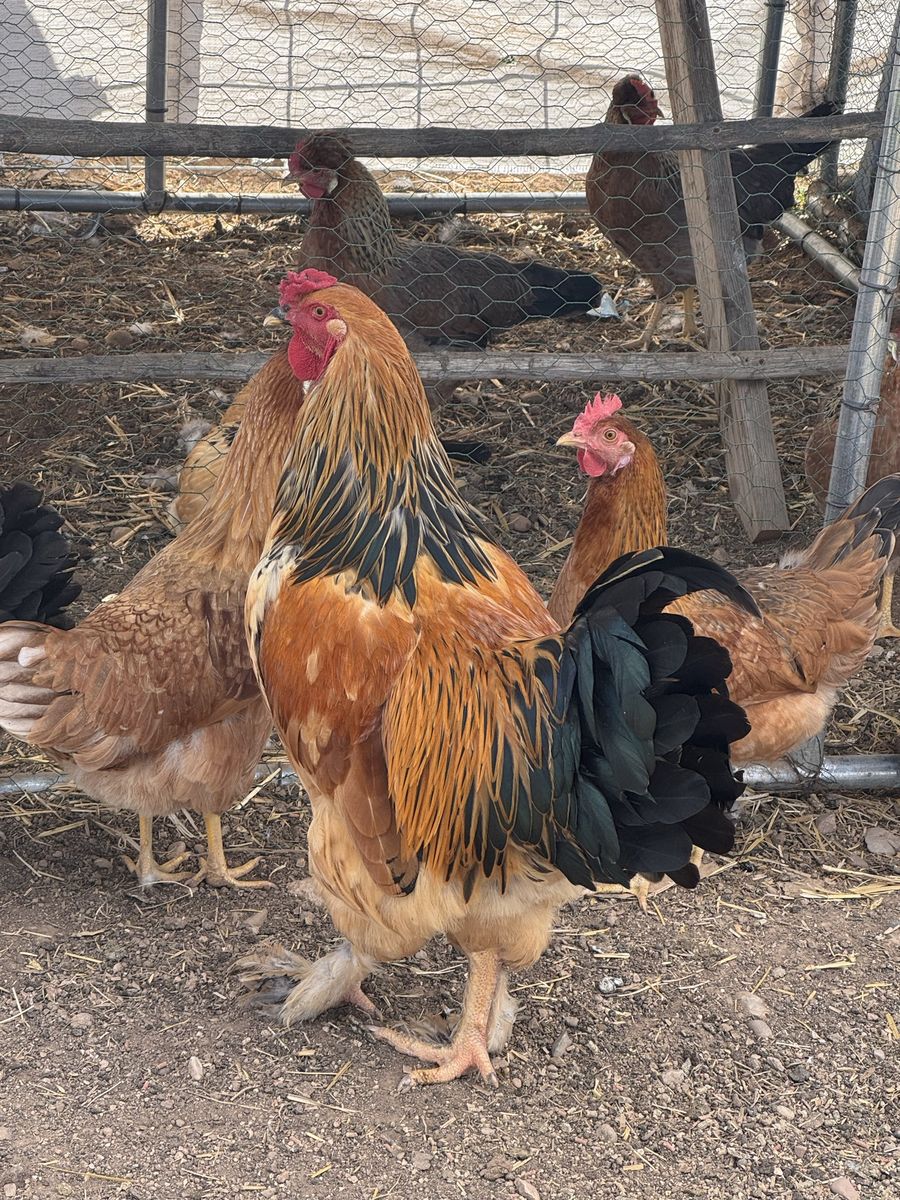Golden Brahma Rooster