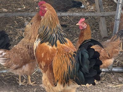 Golden Brahma Rooster