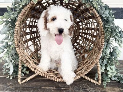 Goldendoodle Puppy