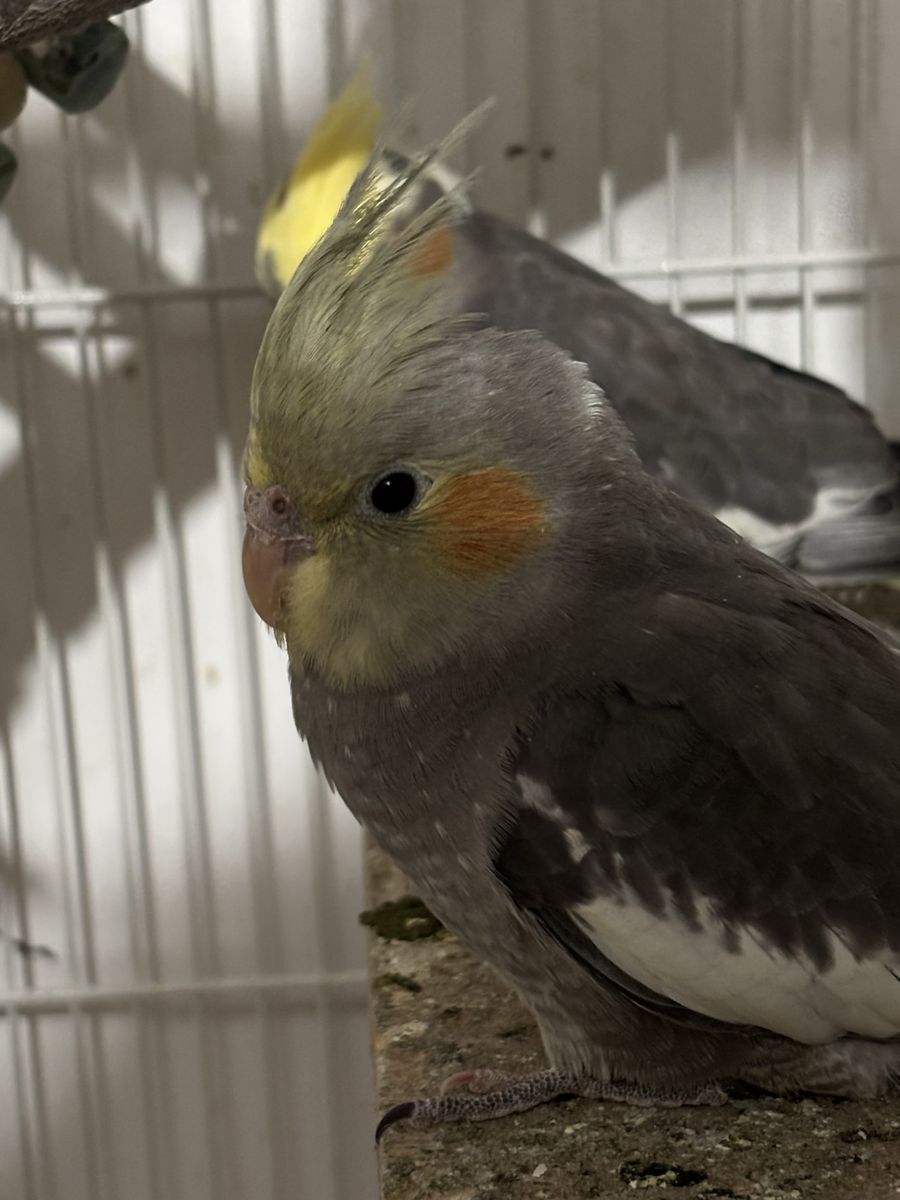 Last Baby Cockatiel