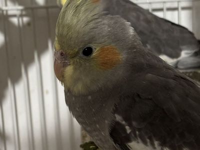 Last Baby Cockatiel