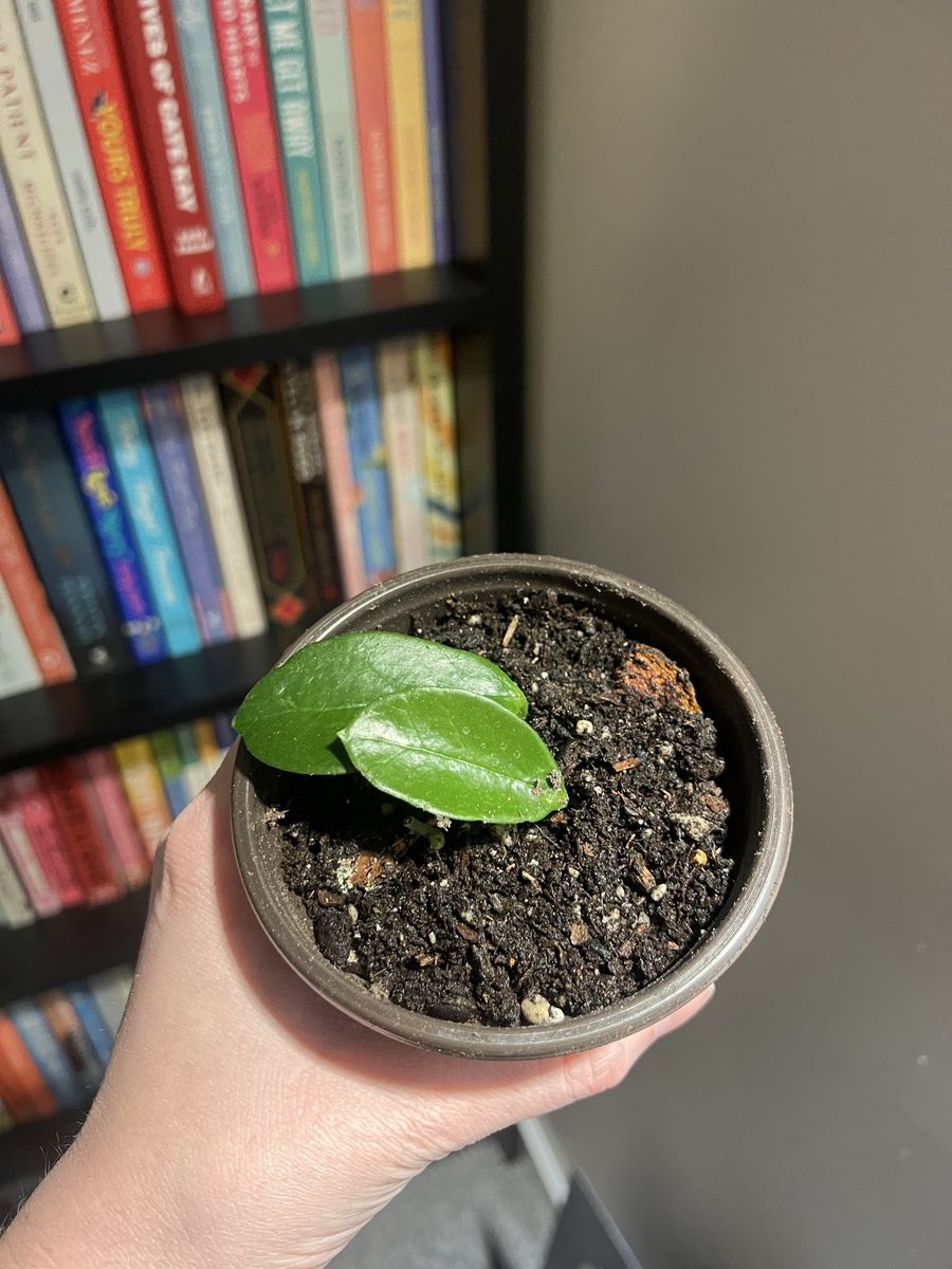 Two hoya starts