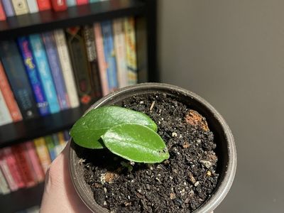 Two hoya starts