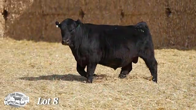 Heifer Bull, Spring Cove Grant 41N