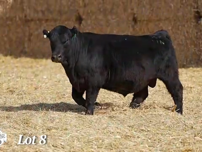 Heifer Bull, Spring Cove Grant 41N