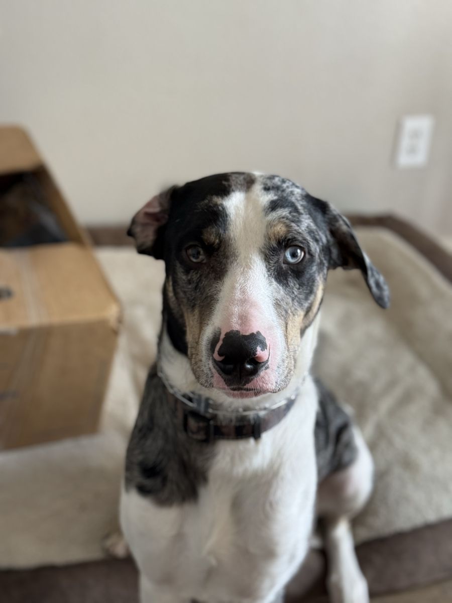 Leopard Catahoula