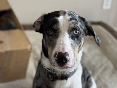 Leopard Catahoula