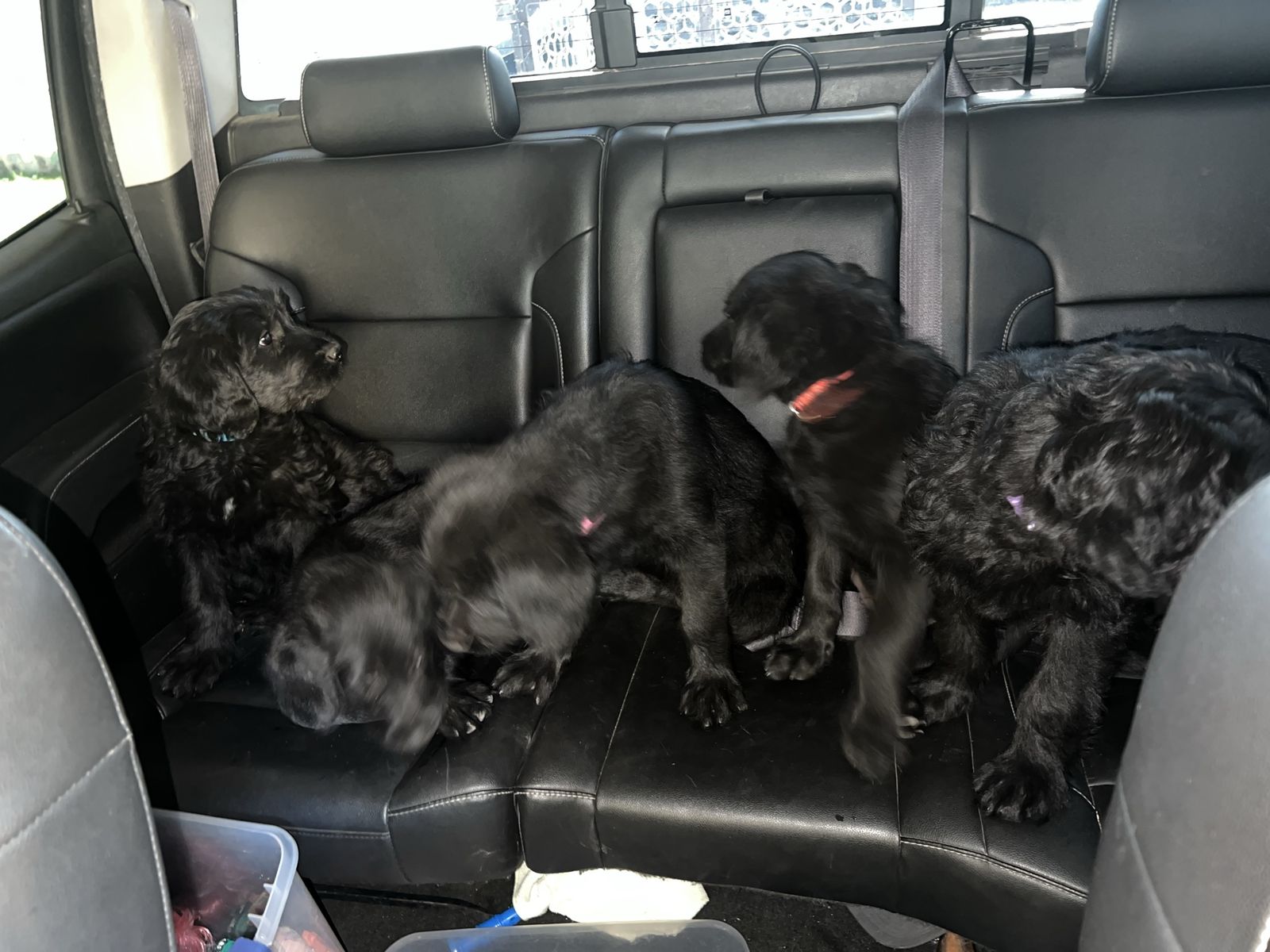 German Shepherd / Goldendoodle mix puppies