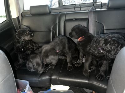 German Shepherd / Goldendoodle mix puppies