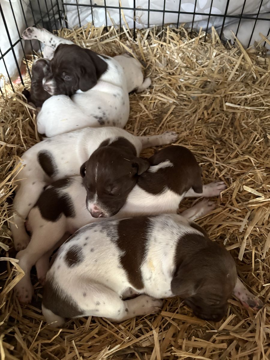 German Shorthair Puppies